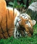 pic for Siberian Tiger